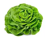 Butterhead Lettuce - 250g/pkt